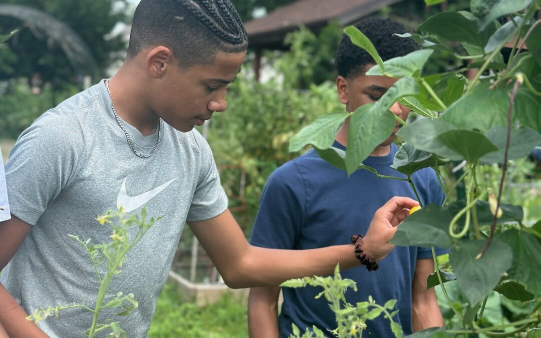 A young man carefully examines a growing plant in an outdoor garden at SEED STL summer camp.